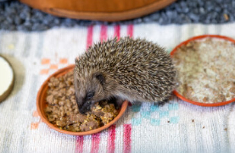 RSPCA urges support for wildlife during exessive temperatures