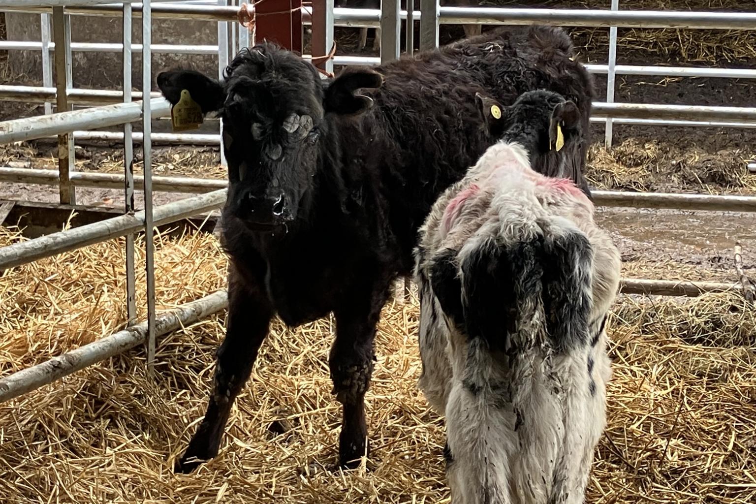 Two Staffordshire farmers receive livestock ban and fines for neglect
